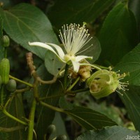 Grewia bracteata Roth